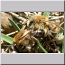 Colletes cunicularius - Seidenbiene 02.jpg